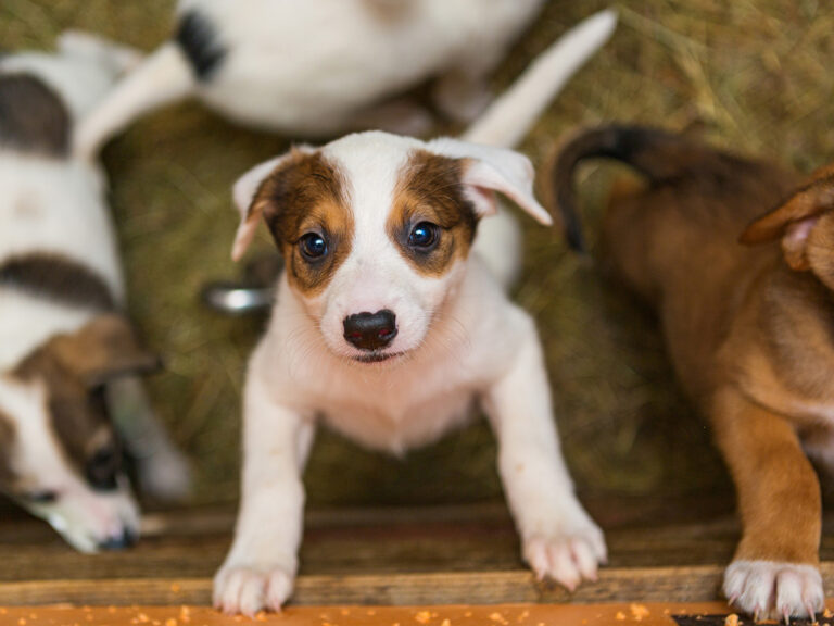 deworming your dog