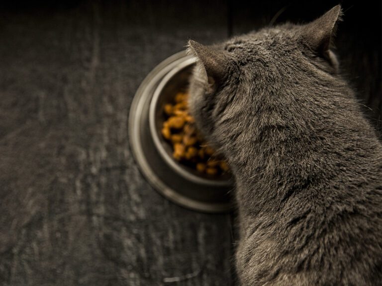 kattenvoer voor alle leeftijden