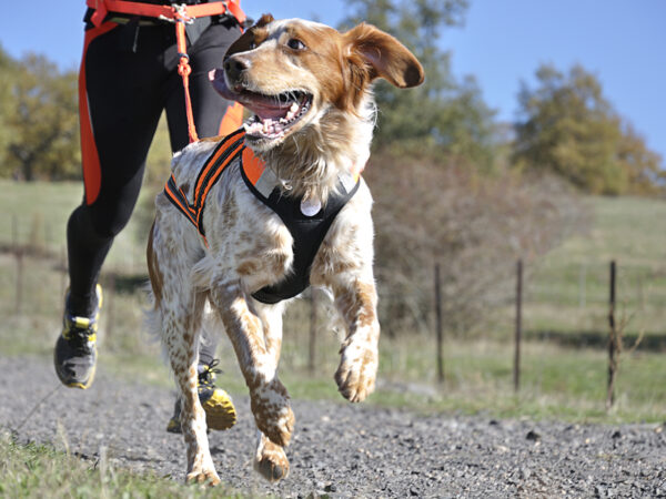 ensure plenty of exercise for a overweight dog