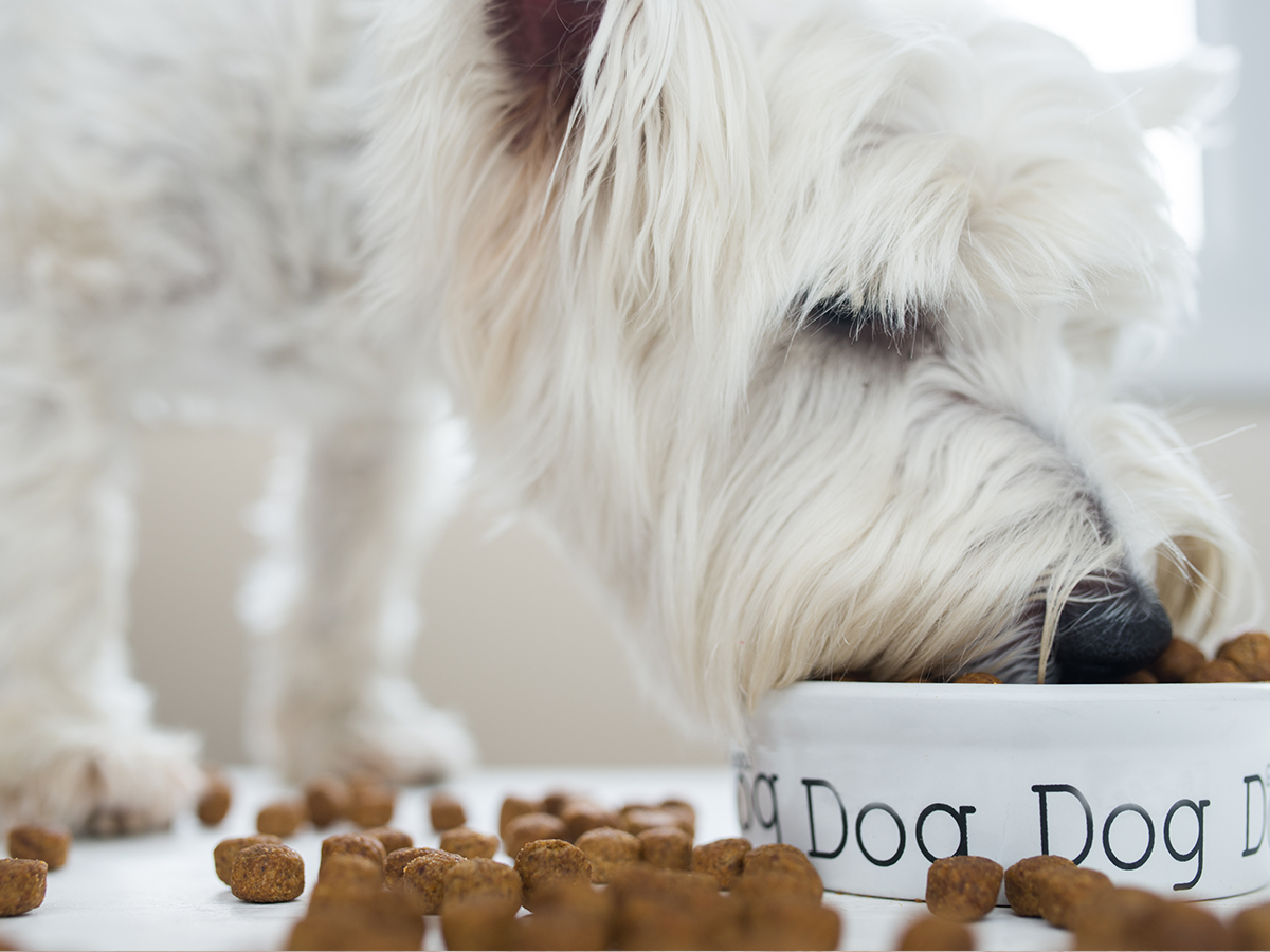 Onmisbare voedingsstoffen voor honden