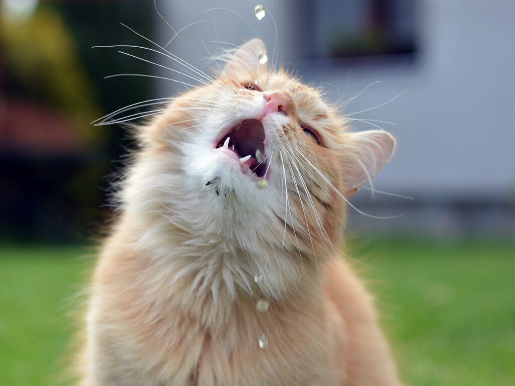 health of a senior cat