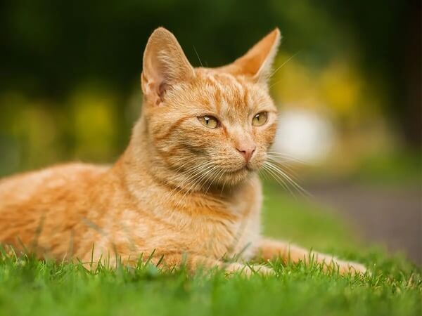 Liggende rode kat