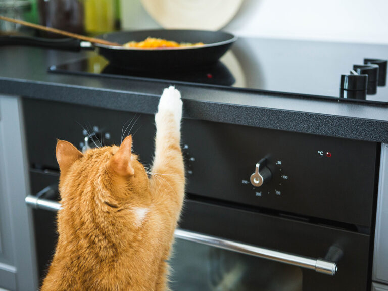 correcting cats bad behaviour