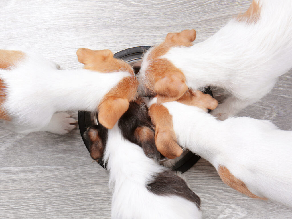 Pet care sustainable
