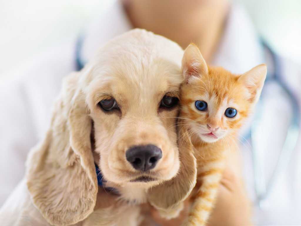 to the vet with dogs and cats