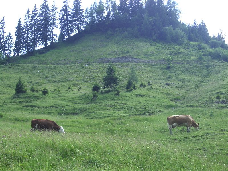 Beef in Yarrah petfood
