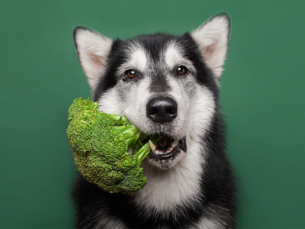 vegetarian dog food