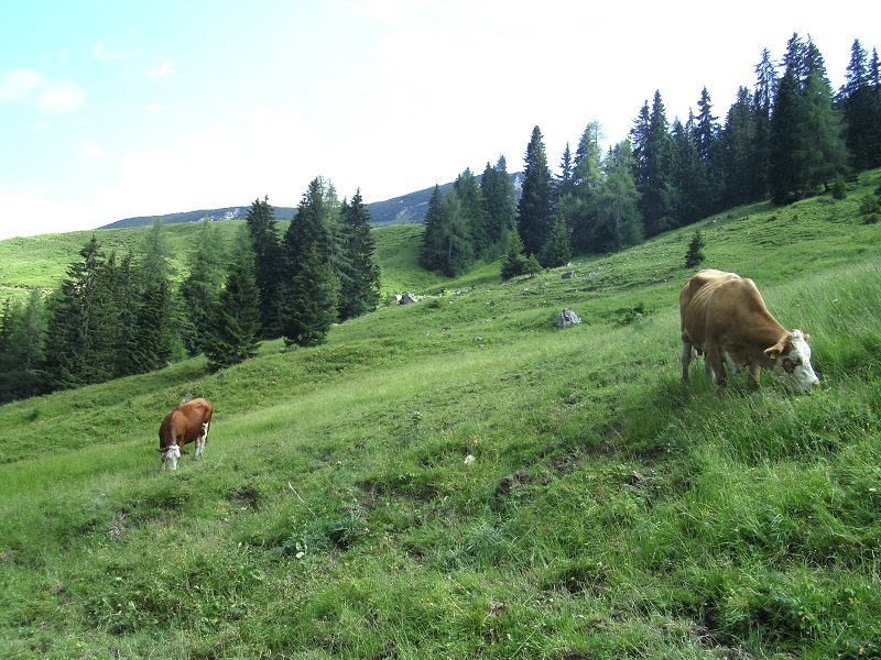 Yarrah beef