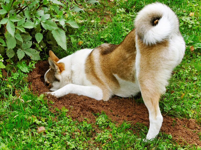 dog friendly garden