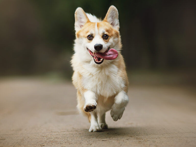 goed plek voor je hond