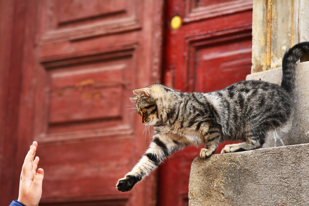 influence of coronavirus on your dog or cat