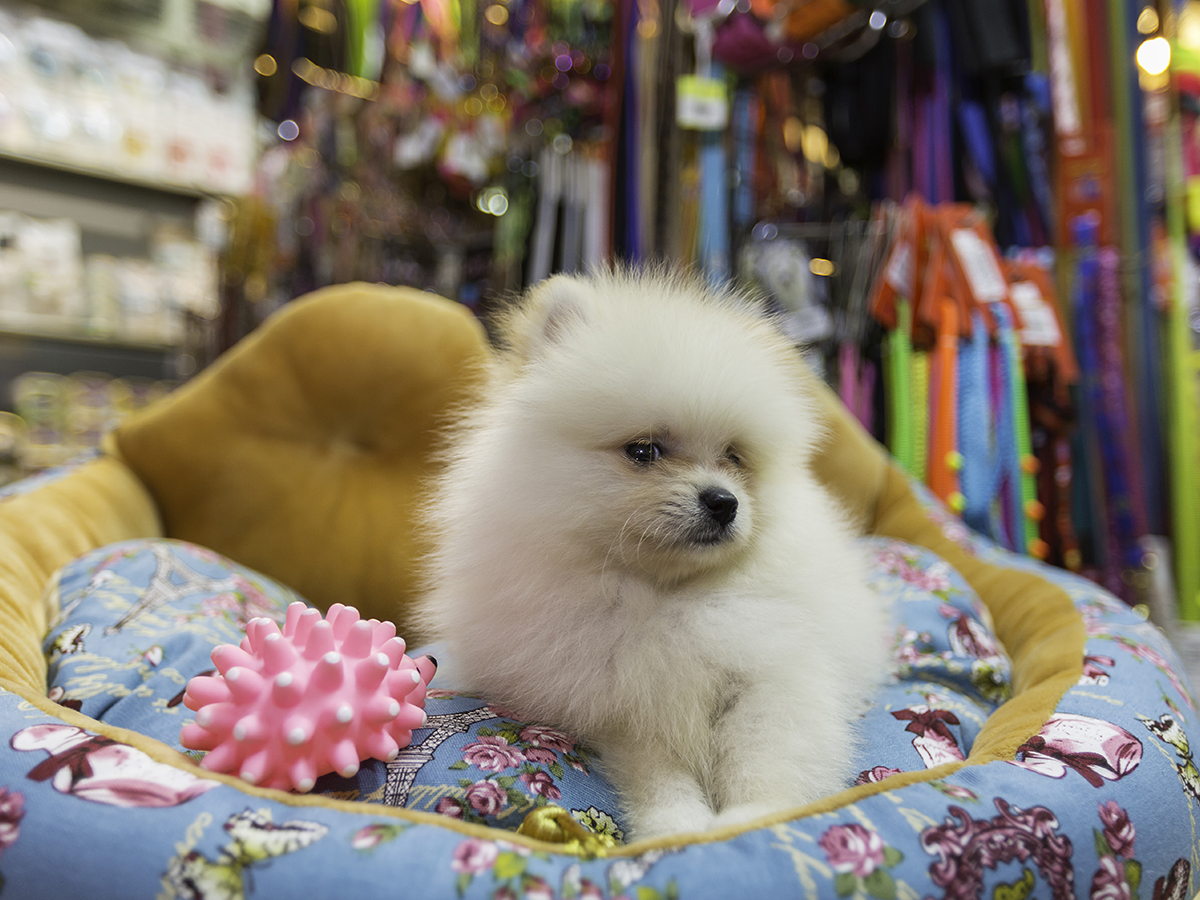 costs of purchasing and raising a puppy