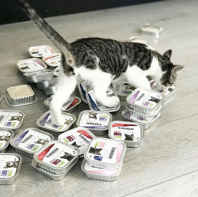 wat mag een kitten eten en drinken