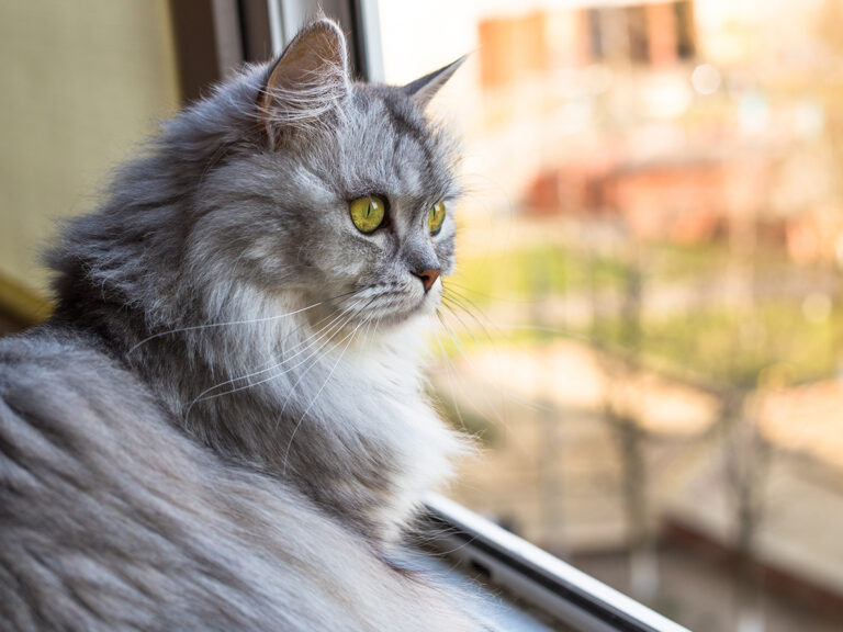 kitten alleen thuis laten