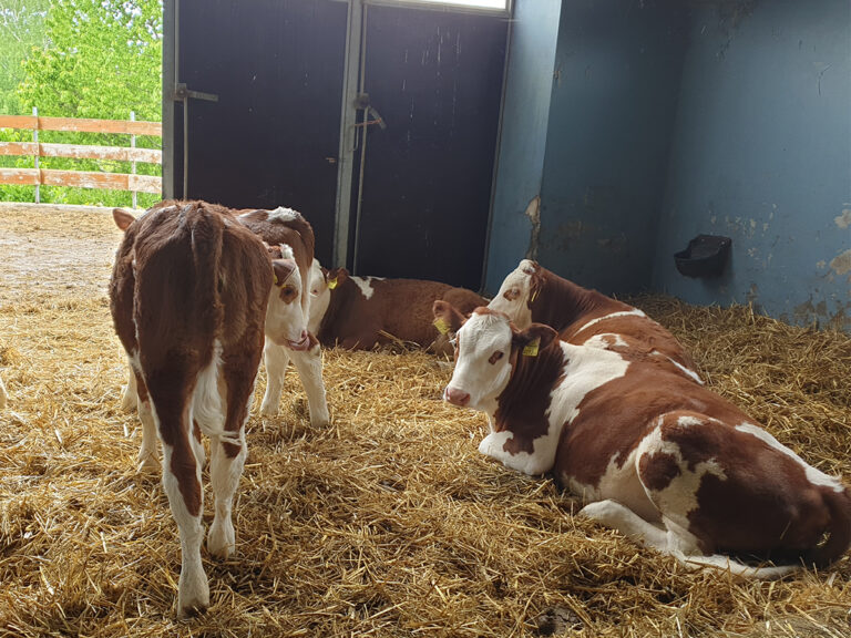 organic beef farm visit