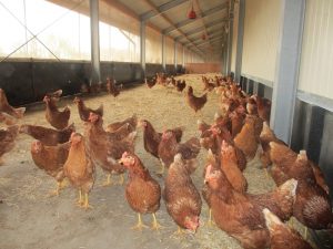 Chicken in Yarrah petfood