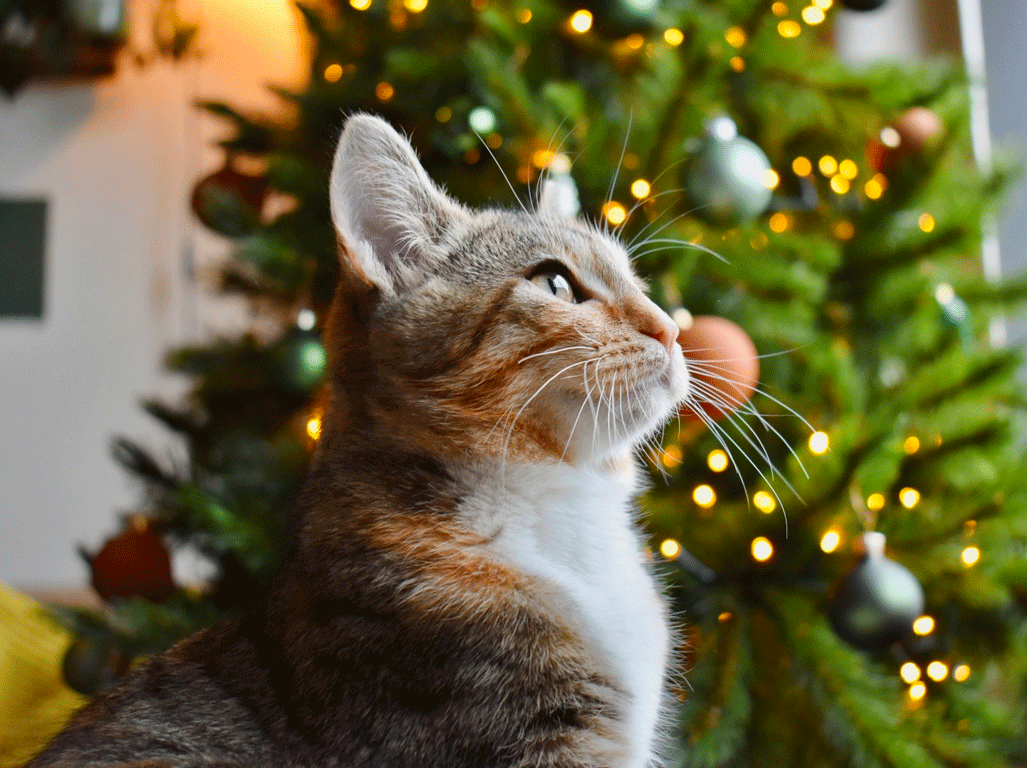 Cat Christmas