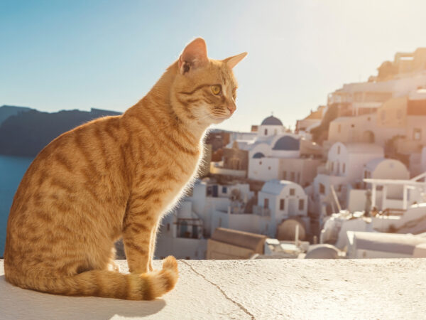 op vakantie met je kat