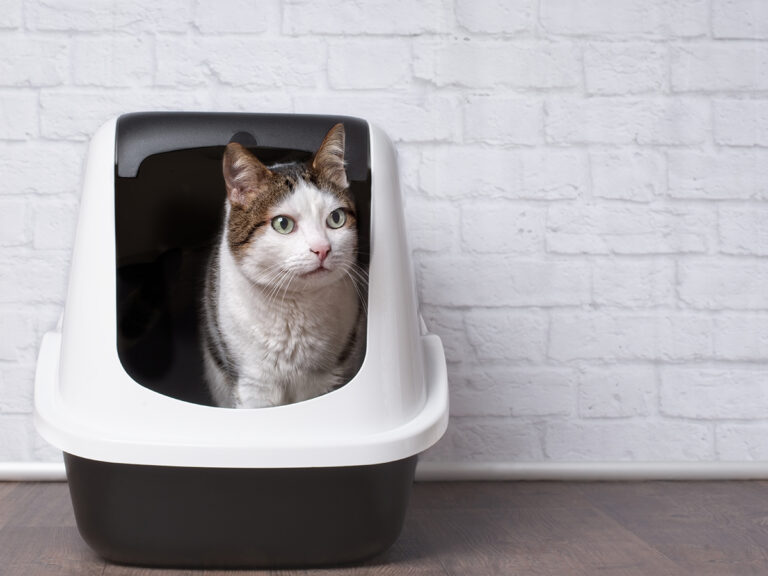 kitten zindelijk maken