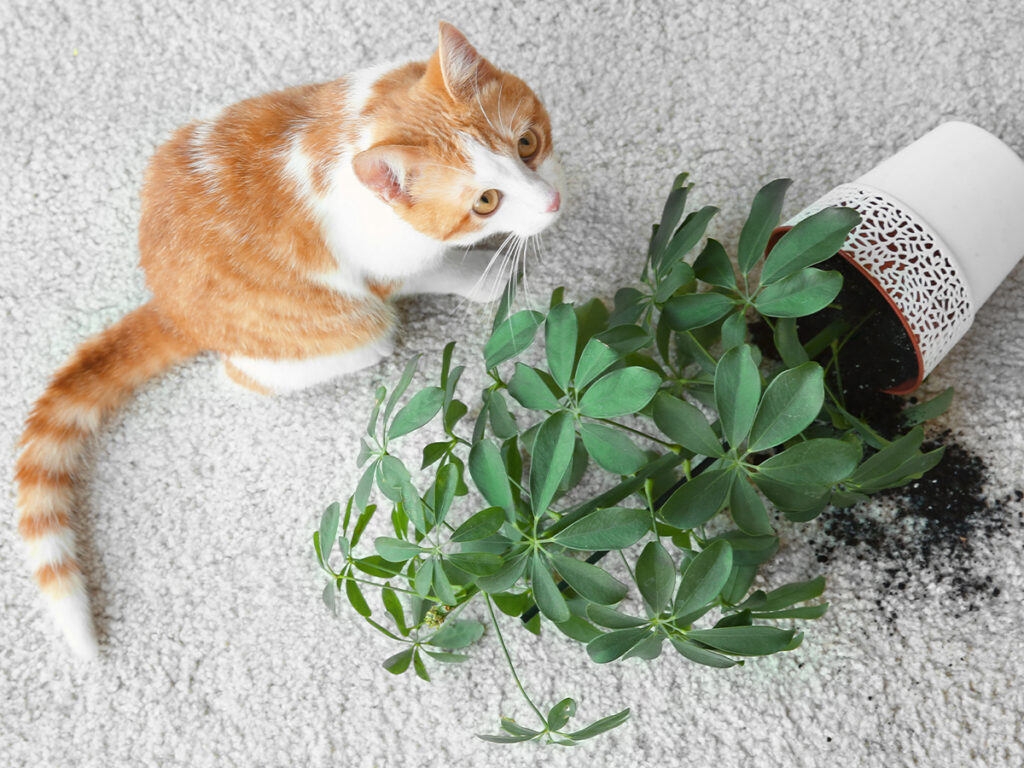 Catfriendly house