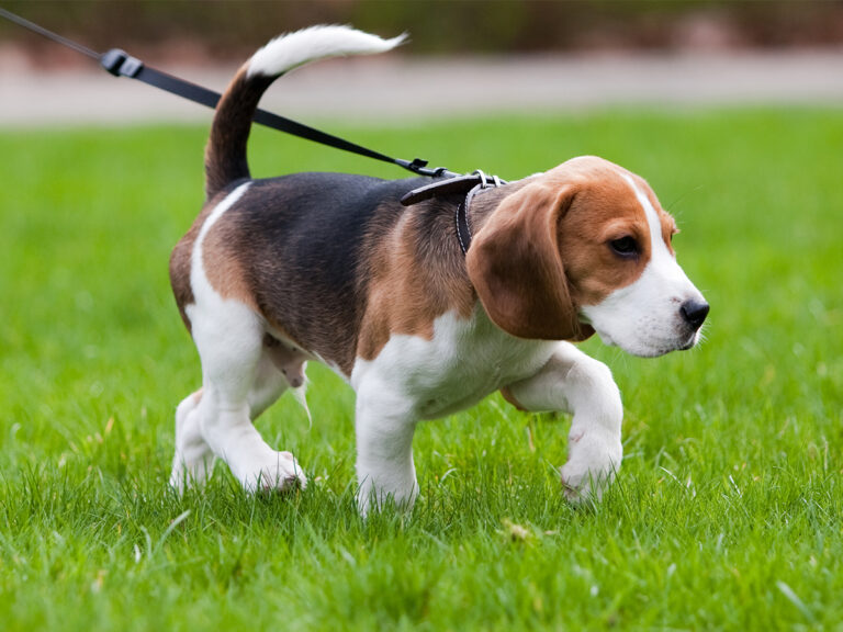 puppy training