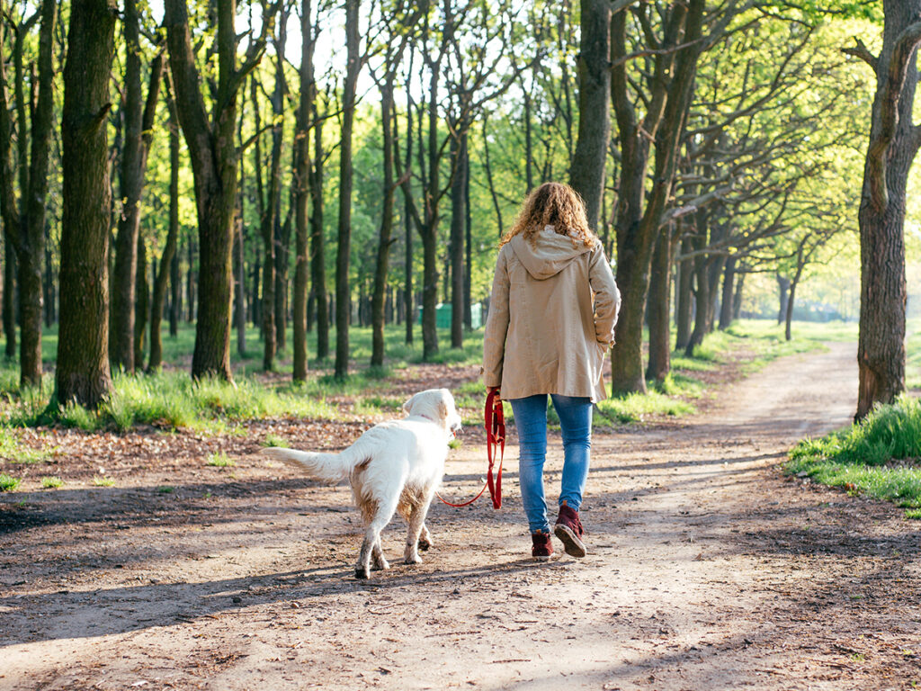 first time walking with your dog