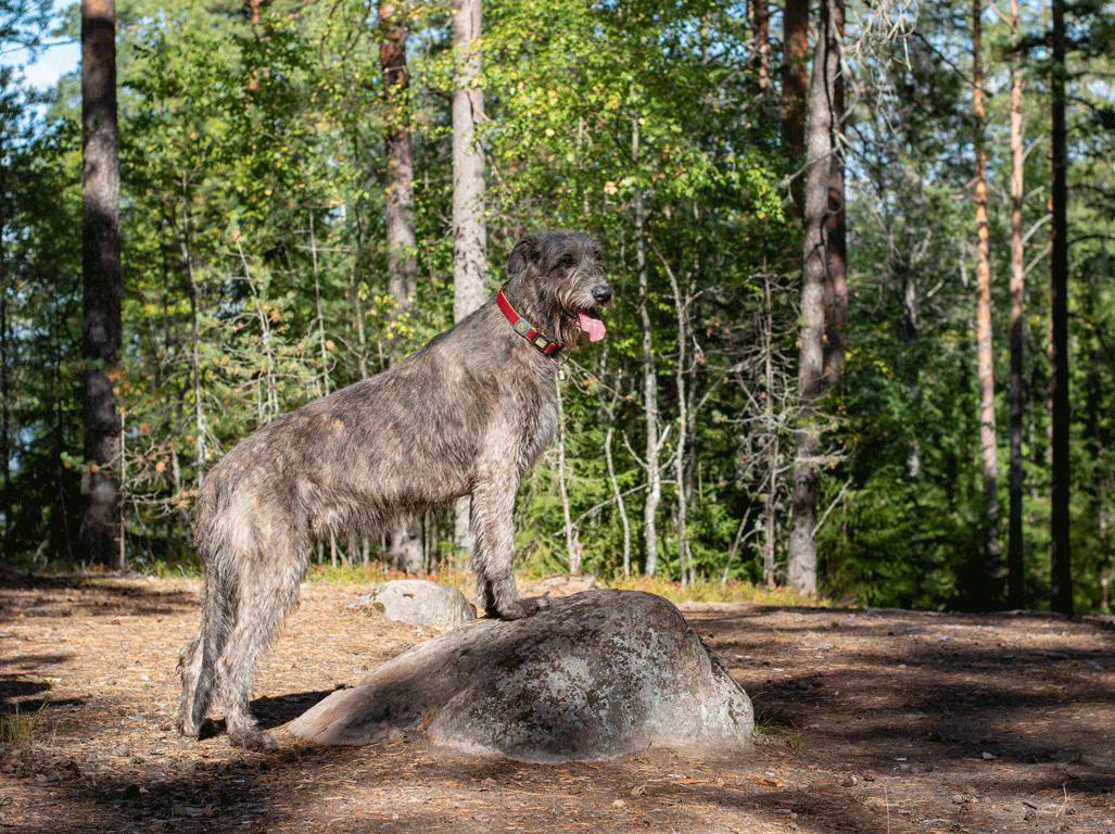 Irish Wolfhound