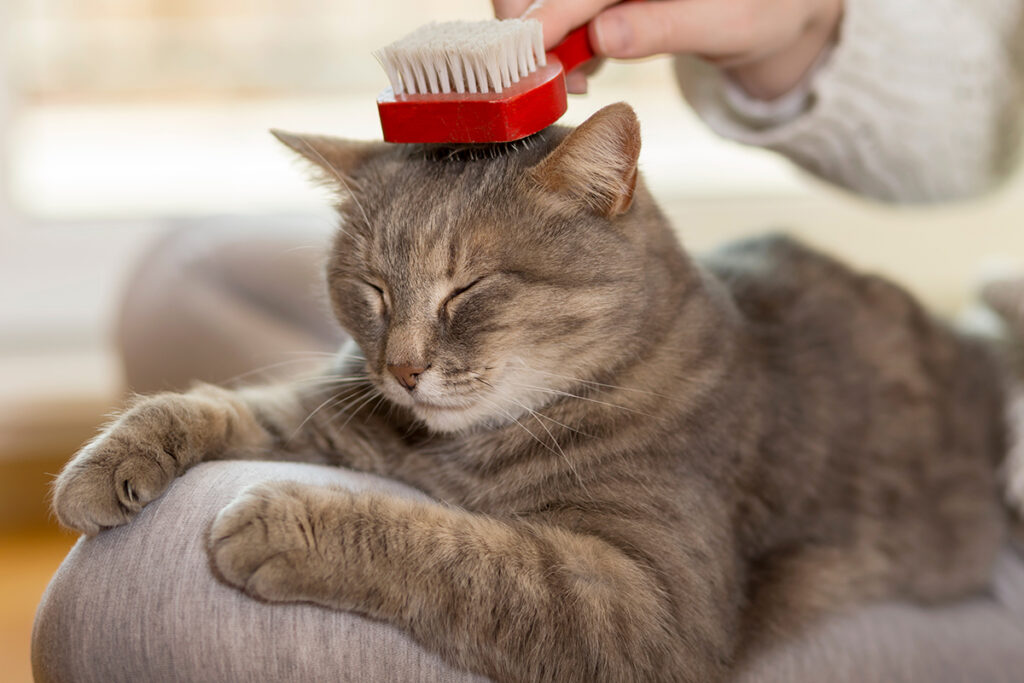 Cost of purchasing and maintaining a pet