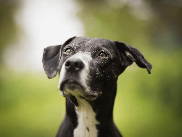 dog should not eat food poisonous