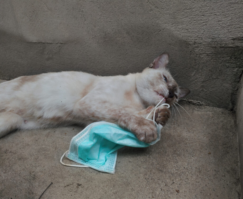 influence of coronavirus on your dog or cat