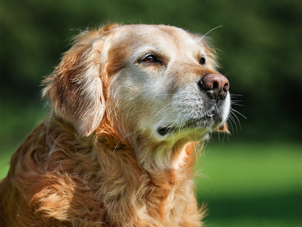 vet visit with a senior dog