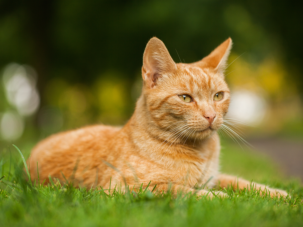 Welke kat is het beste voor mij