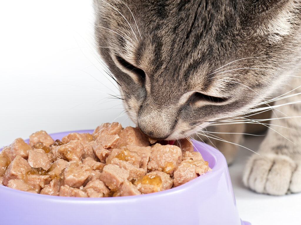 dietary advice for cats