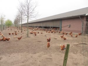 Yarrah chicken