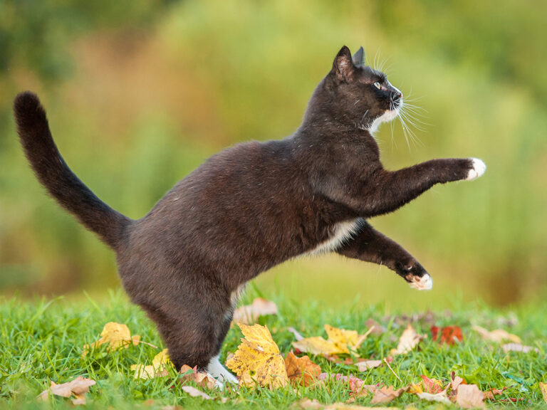 actieve en gezonde kat