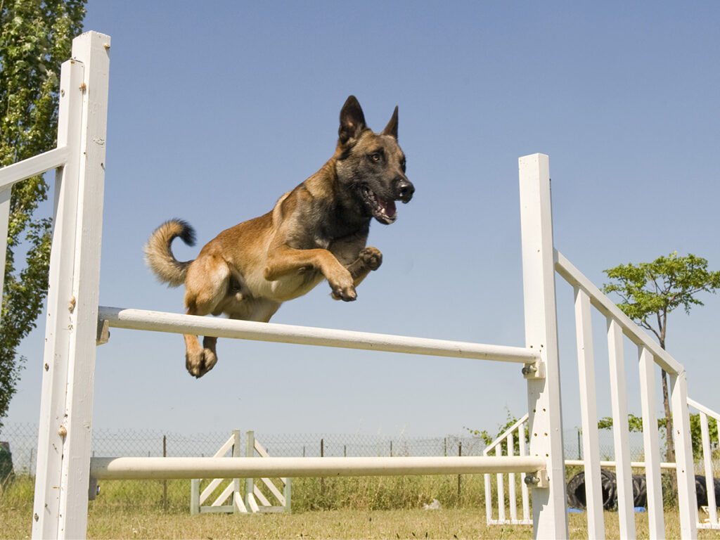 agility with your dog