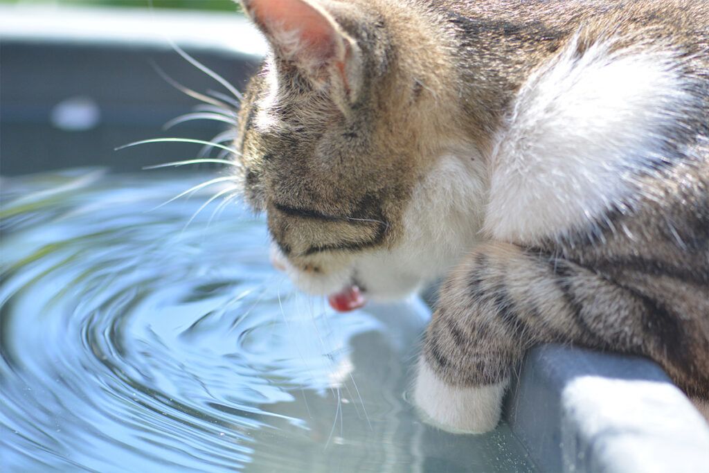 Hoeveel moet mijn dier drinken?