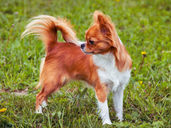 Dog allergies