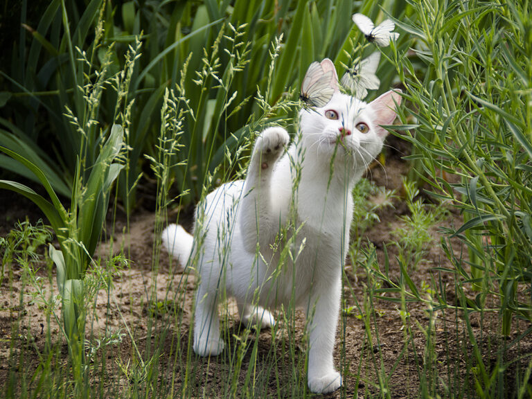 letting your kitten out for the first time