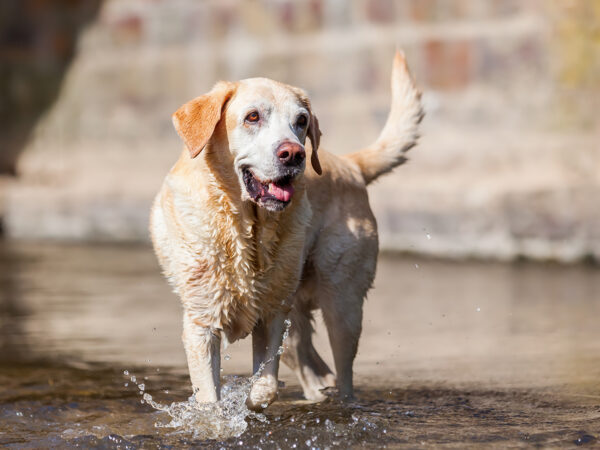 dog senior exercises