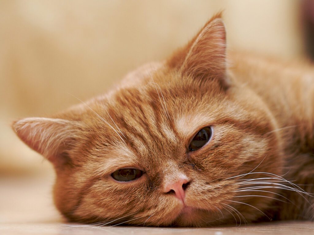 sick cat