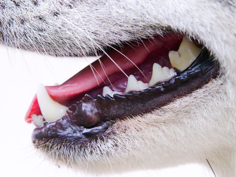 healthy dog teeth