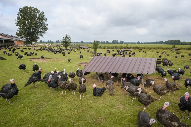 Quality check bio chicken and turkey
