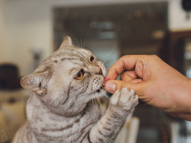 cat not eat food poisonous
