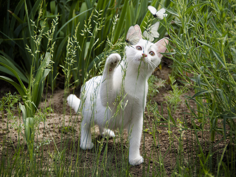 safe cat