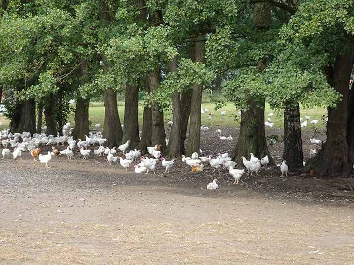 Quality check bio turkey and chicken