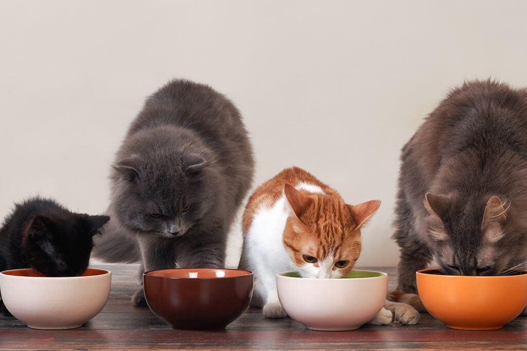 Cost of purchasing and maintaining a pet