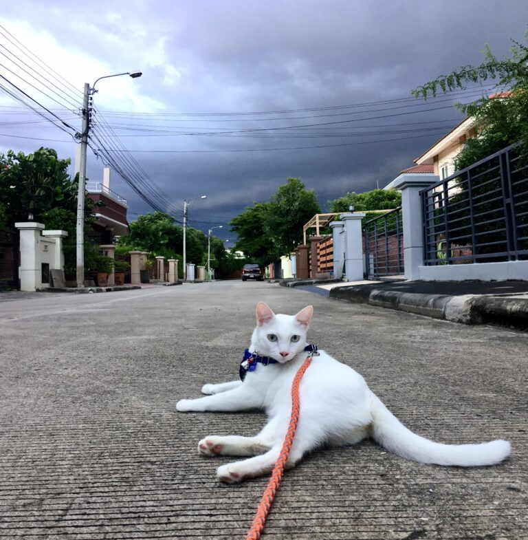 with your cat on vacation