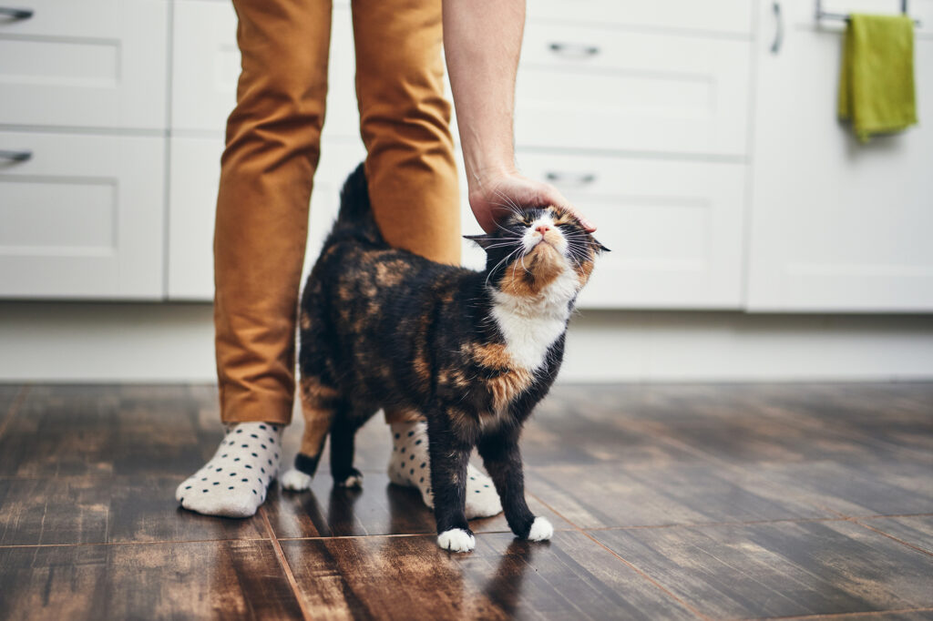 influence of coronavirus on your dog or cat
