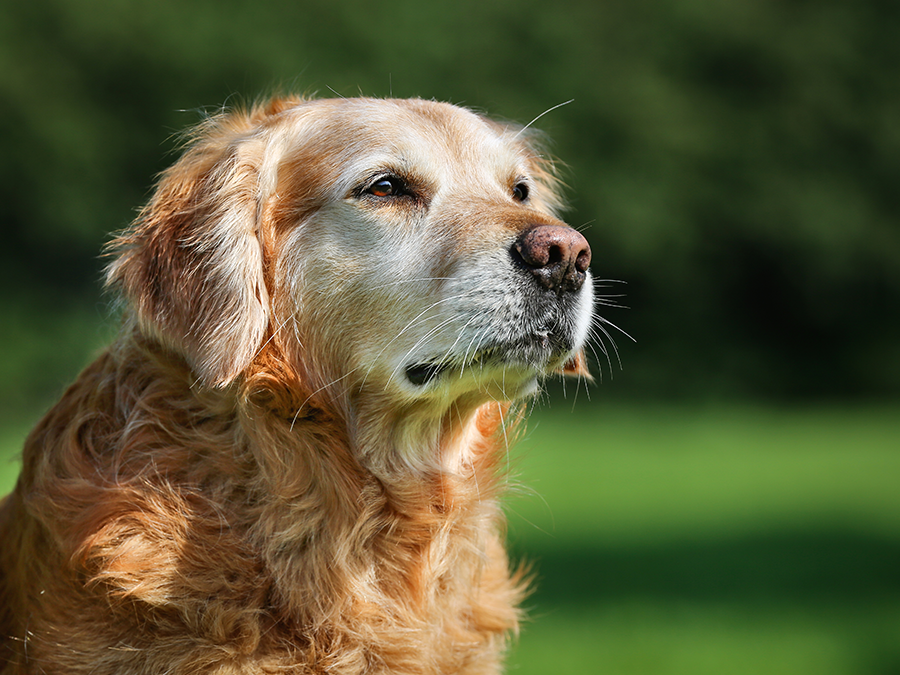 Welke hond past het beste bij mij